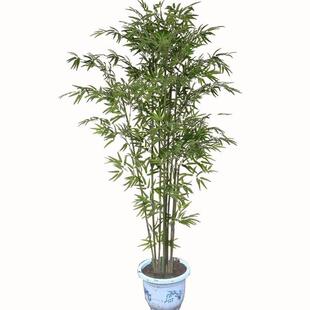 竹子苗庭院植物盆栽四季常青绿化黄金竹苗金镶玉罗汉竹毛竹苗紫竹