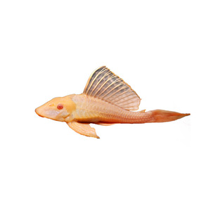 包邮黄金红眼女王大帆女皇鱼清道夫鱼工具鱼活体热带鱼垃圾异型