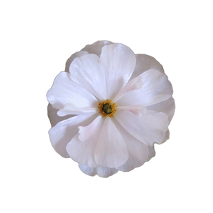 种花王大爷蝴蝶花毛茛球根花卉阳台花园庭院洋牡丹多年生球根花卉