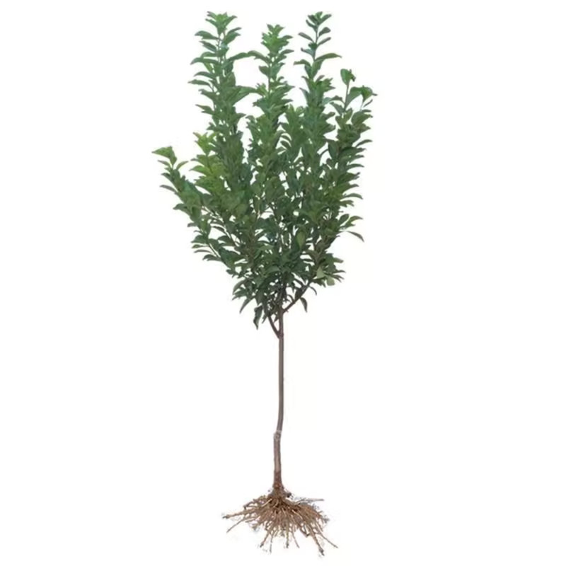 芙蓉李子树果苗现挖发货当年结果