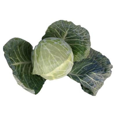 春眠大头卷心菜冬季耐低温甘蓝