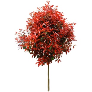 庭院风景树红叶石楠苗火焰红篱笆树苗围墙绿化工程四季植物棒棒糖