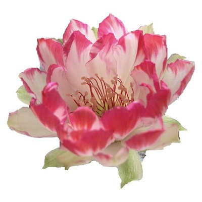 荷花粉黄金BIT丽花L33