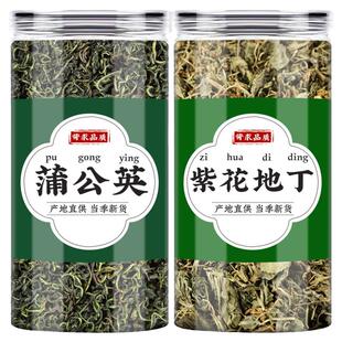 蒲公英紫花地丁茶中药材新鲜正品婆婆丁浦公英干草犁头草泡水泡茶