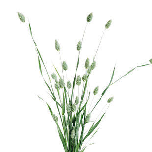 蓝宝石草籽Phalaris美人草加那利虉草花种子可干切花阳台盆栽春播