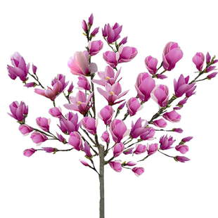 玉兰花树苗带花苞红白紫矮化盆栽室外庭院大型风景树苗绿化大树