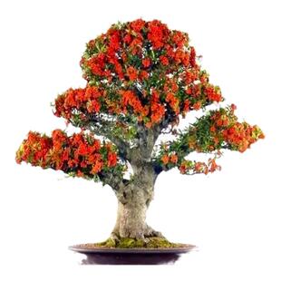 观果盆景火棘盆景树桩 火棘盆栽满堂红  吉祥果盆栽办公室盆栽