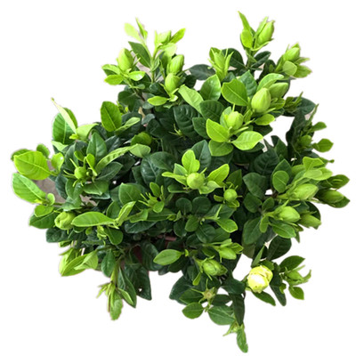 栀子花盆栽带花苞大花重瓣浓香型