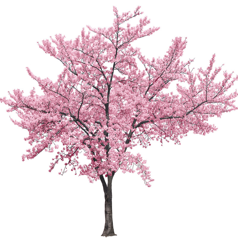 日本樱花树苗南北方室外庭院种植绿化工程苗大型高杆樱花苗风景树