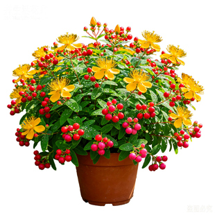 相思豆盆栽火龙珠鸿运招财观果绿植玄关摆放旺宅吉祥寓意花卉苗