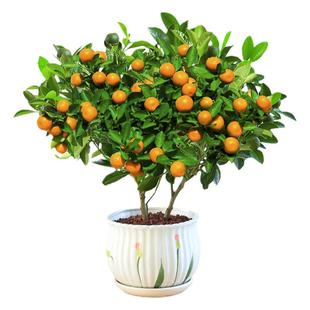 四季金桔树苗盆栽带果可食用植物室内花卉绿植好养阳台年宵小橘子