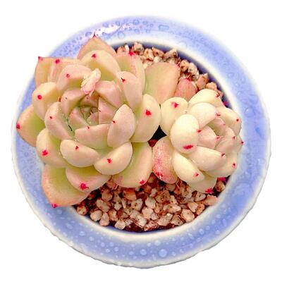 【一物一拍】麦秆东云杂多肉植物