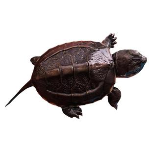 苏北金线中华草龟苗认主人迷你观赏小乌龟活物适合家养的水生宠物