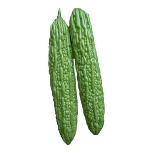 寿光疙瘩绿赛碧绿苦瓜种子大棚高产泰国早熟蔬菜种籽孑四季易种