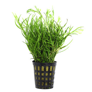 水罗兰水芹水草活体鱼缸草缸造景装饰水族淡水植物中后景有茎类