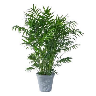 袖珍椰子盆栽净化空气绿植