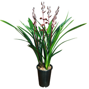 浓香兰花宽叶墨兰企黑带盆客厅大气室内盆栽观赏花卉绿色植物盆景