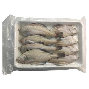 大连海鲜新鲜鼓眼鱼冷冻豆鼓鱼比目鱼油煎炸烤炖扁口片鱼小偏口鱼