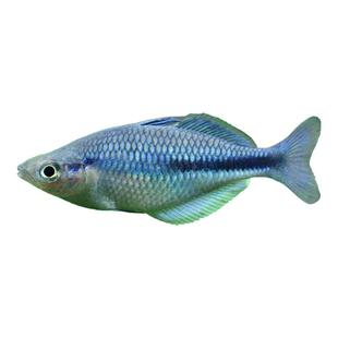 蓝美人鱼高端稀有热带观赏鱼石美人鸽子红苹果霓虹电光美人鱼苗