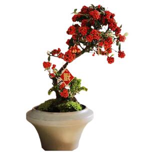 火棘盆景树苗老桩盆栽吉祥果年宵花卉室内外阳台庭院四季耐寒绿植