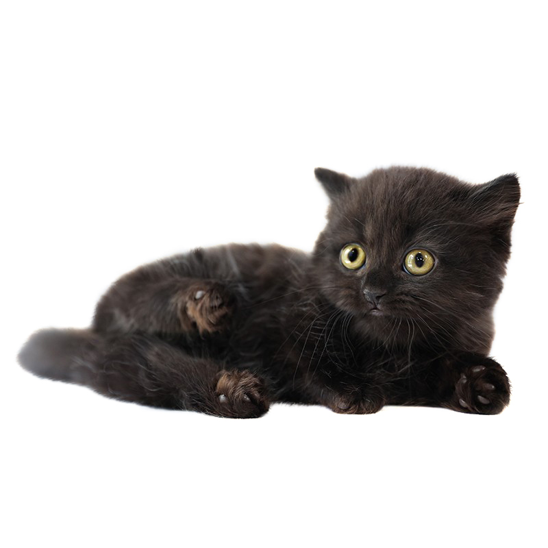 亮亮喵长毛猫黑色矮脚猫拿破仑猫