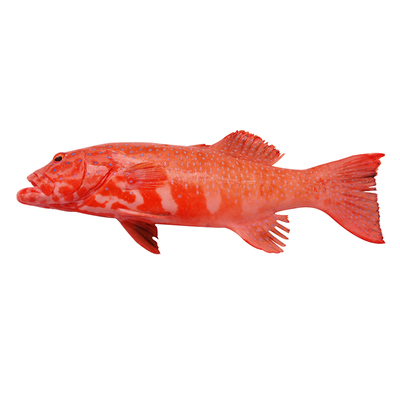 东星斑鲜活冷冻红色石斑鱼新鲜速冻燕尾斑深海海捕鱼特大节日送礼