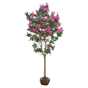 四季耐寒花卉紫薇树苗庭院种植地栽红火箭紫薇观赏花树苗盆栽大树