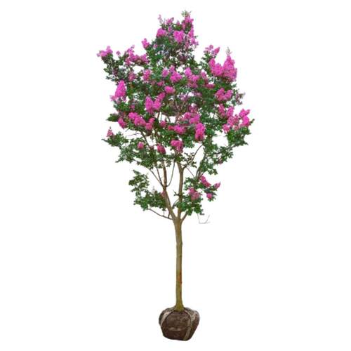 四季耐寒花卉紫薇树苗庭院种植地栽红火箭紫薇观赏花树苗盆栽大树