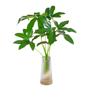 印第安羽毛水培植物室内好养五子登科绿植盆栽办公室桌面四季好养