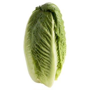 【千牛优福】包心罗马生菜500g 罗纹凯撒生菜 黄心罗马嫩罗马生菜
