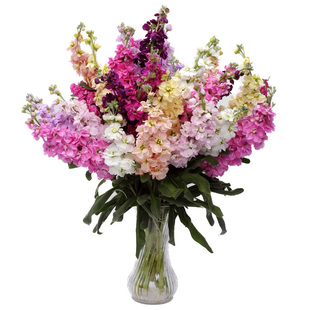 进口切花紫罗兰种子 泛美凯斯系列 室外春季室内阳台四季花卉种子