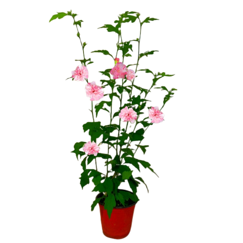 花镜木槿花苗蓝莓冰沙法国红酒馆