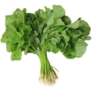 白圆叶苋菜种子四季播种耐热青红苋菜菜籽野菜籽阳台盆栽蔬菜种籽