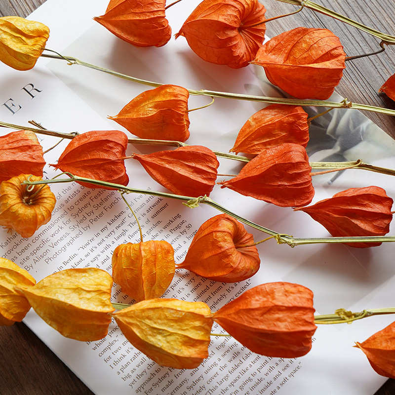 进口浆果灯笼果红果干花花束天然风干客厅高端真花插花新年装饰花