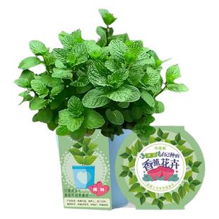 小花农薄荷种子籽小盆栽儿童家庭种植绿植观察盒可食用幼儿园礼物