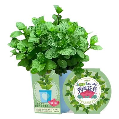 2025新种子包发芽学生种植套装