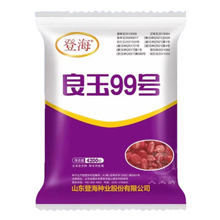 良玉99号玉米种子种籽杂交高产郑单958国审大田饲料特大玉米种孑