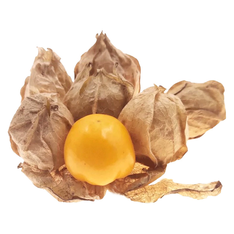 新鲜采摘姑娘果灯笼果现采发货