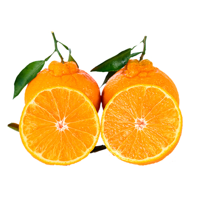 摘果欢四川眉山不知火丑橘应季