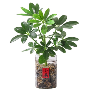【八方来财】鸭掌木水培盆栽室内招财绿植办公室送礼好养花卉盆景