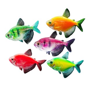 天使鱼大号观赏鱼热带鱼淡水好养耐活群游七彩紫天使红柠檬黄