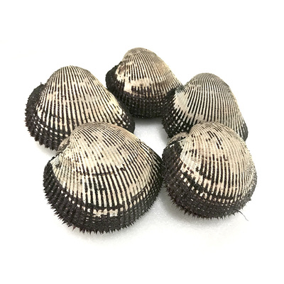 丹东鲜活大赤贝血蛤毛蚶包活