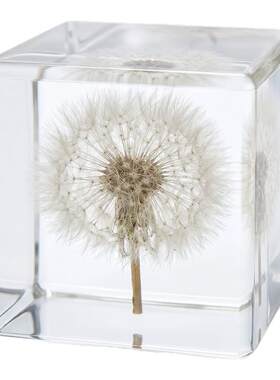 植物树脂摆件蒲公英玫瑰干花摆件