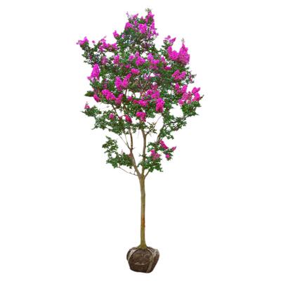紫薇花树苗庭院室外多季开花