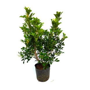 米兰花盆栽米兰花苗四季开花米仔兰小叶米兰盆景室内阳台庭院绿植