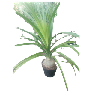 酒瓶兰盆景盆栽大苗又名象腿树室内桌面耐寒好养花卉绿植小巧可爱