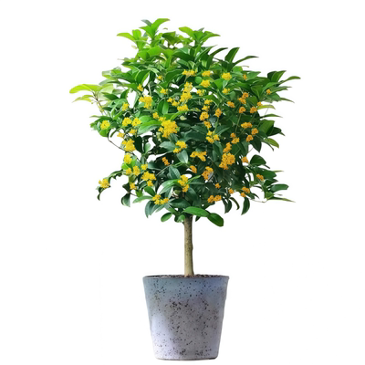 四季桂花树盆栽金桂老桩丹桂庭院