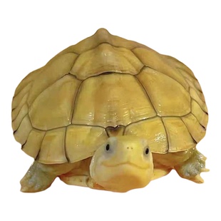 小青龟黄喉龟拟水龟北石金钱龟宠物招财龟