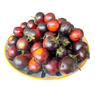 黑珍珠番茄苗夏日阳光黄妃矮生盆栽秧苗小西红柿红千禧圣女果种子