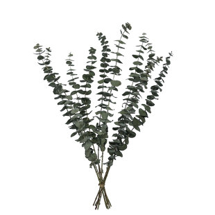尤加利叶 干花花束装饰小摆件树枝家居轻奢创意ins拍照道具永生花